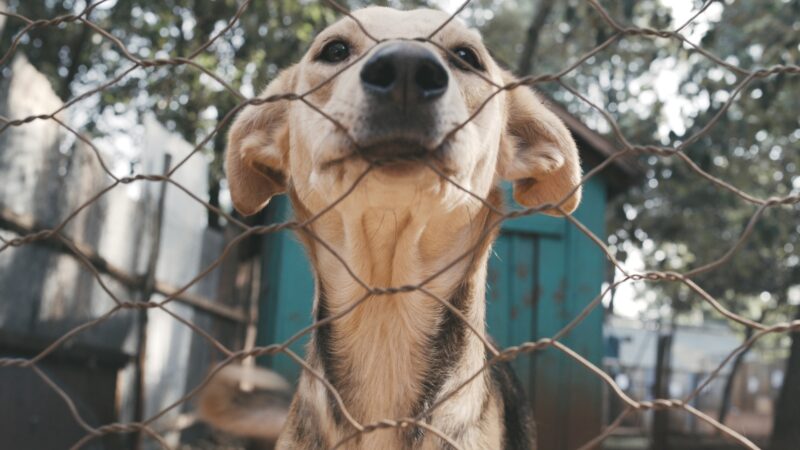 A booming dog trade is sweeping Kenya, fuelled by online trends—but behind every perfect breed lies a hidden cost few are willing to face.