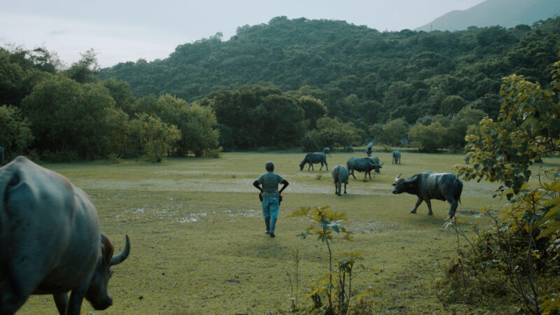 Mother of Buffalo - Trailer