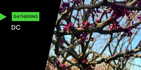 A DC Forest Walk Poster