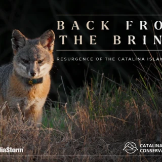 Back from the Brink