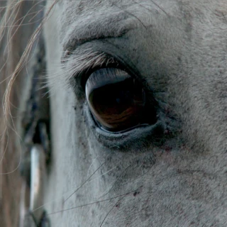 Socrates of Kamchatka / When Snow Fell on Communism